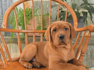 Labrador Retriever dogs Copper - Ad 39