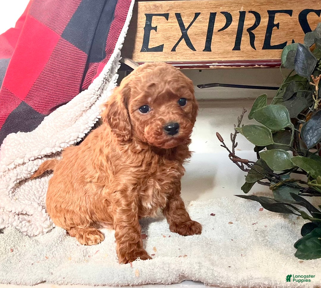 Mixed Breed dogs for sale: Lil Buttons❤️🐾Call 717-768-7967❤️F1b - Ad 1