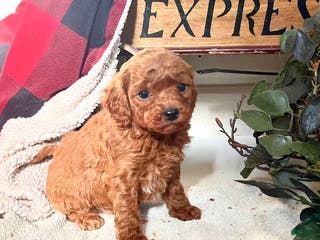 Mixed Breed dogs Lil Buttons❤️🐾Call 717-768-7967❤️F1b - Ad 37