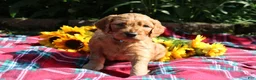 Mixed Breed dogs for sale: Simon- Irish Goldendoodle  - Ad 10