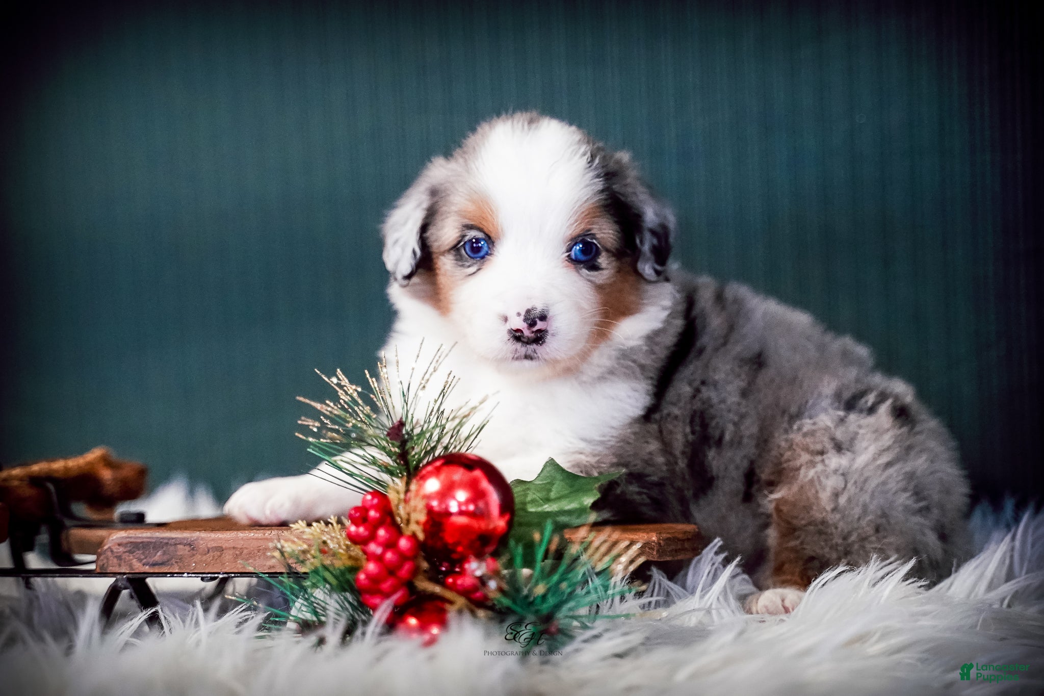Miniature Australian Shepherd dogs Dustin - Ad 3