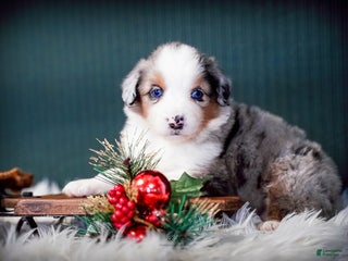 Miniature Australian Shepherd dogs Dustin - Ad 7