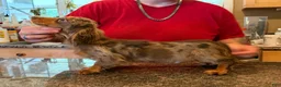Miniature Dachshund dogs for sale: AKC Russian Ch line - Ad 6