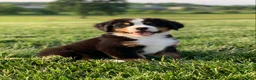Bernese Mountain Dog dogs for sale: North - Ad 5