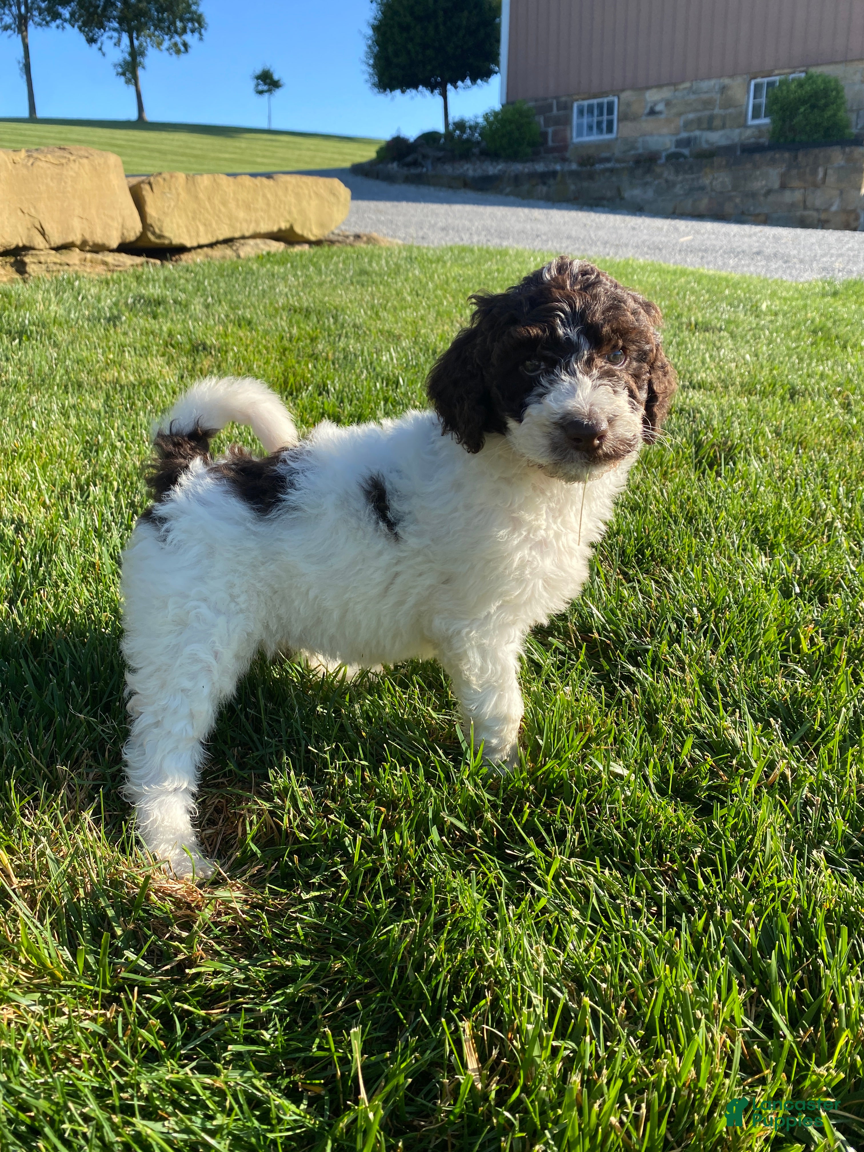 Labradoodle dogs F1bb Millie - Ad 1