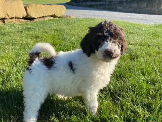 Labradoodle dogs for sale: F1bb Millie - Ad 2