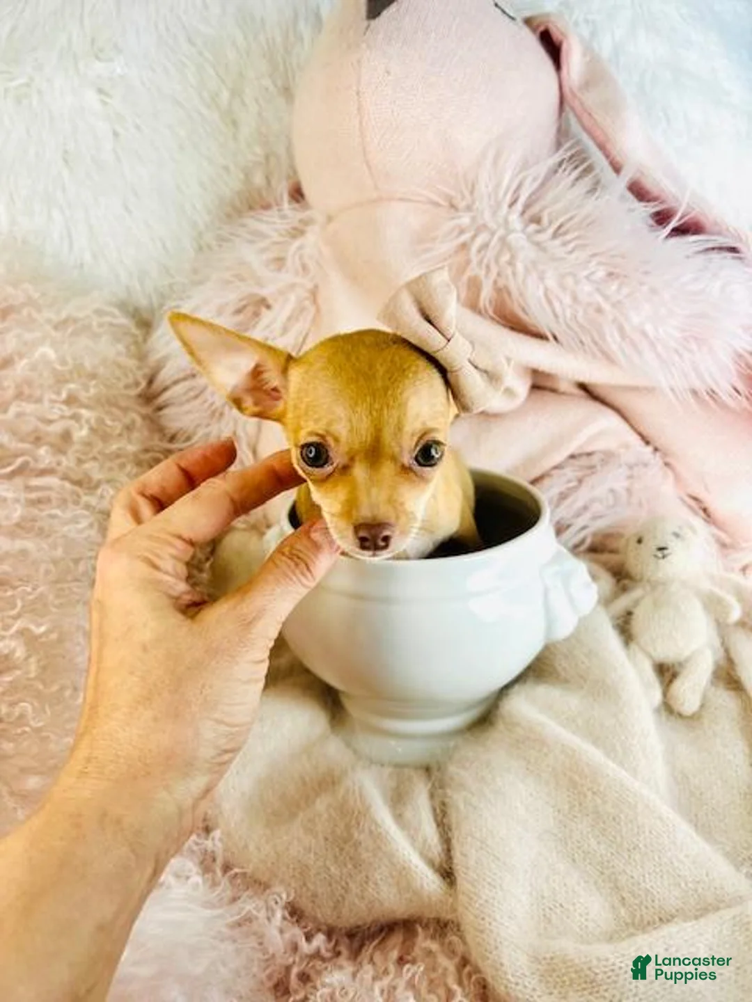 Chihuahua dogs for sale: Chihuahua Puppy 2 - Ad 3