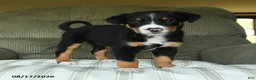 Greater Swiss Mountain Dog dogs for sale: Olive  - Ad 2