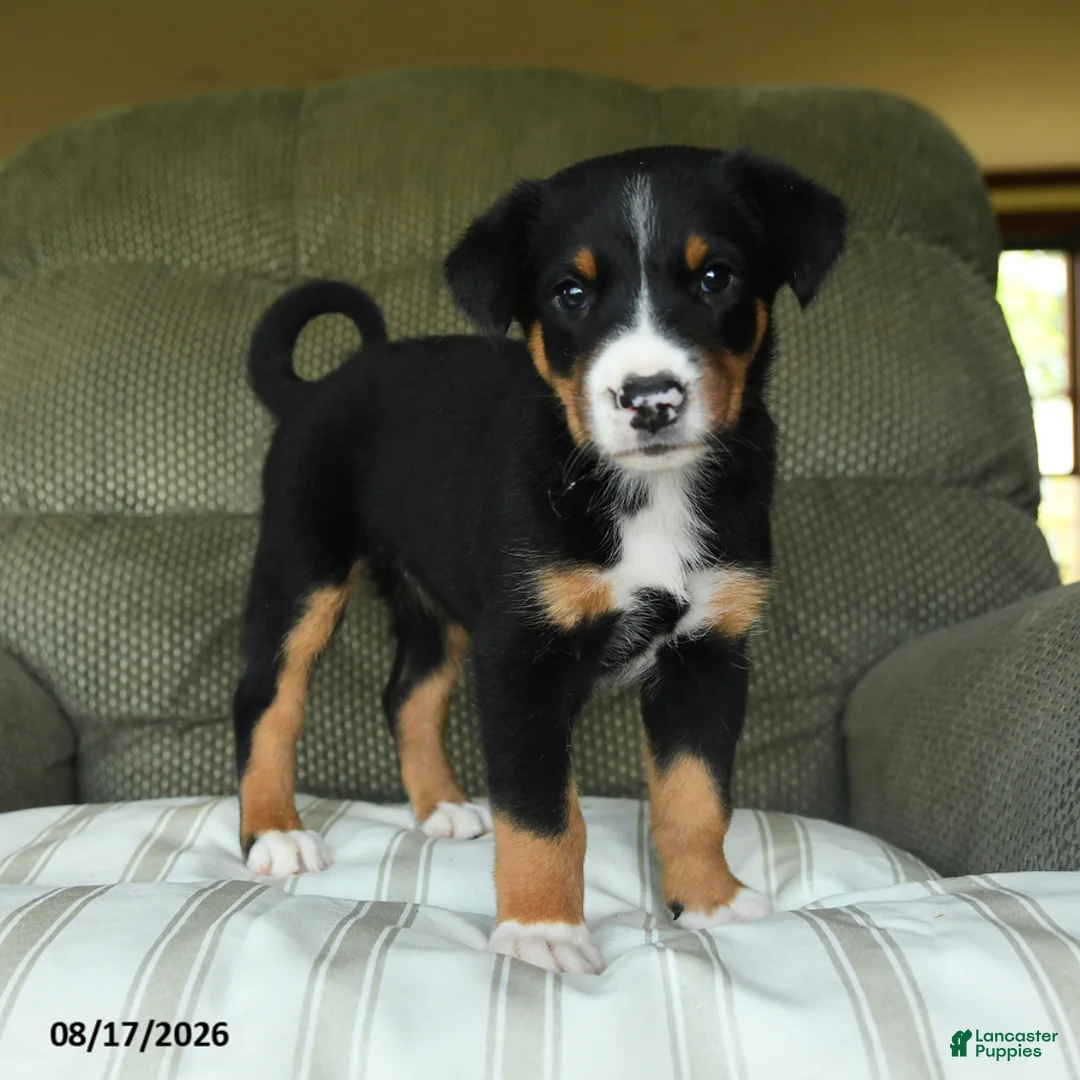Greater Swiss Mountain Dog dogs for sale: Olive  - Ad 2