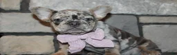 French Bulldog dogs for sale: AKC Zoe - Ad 14