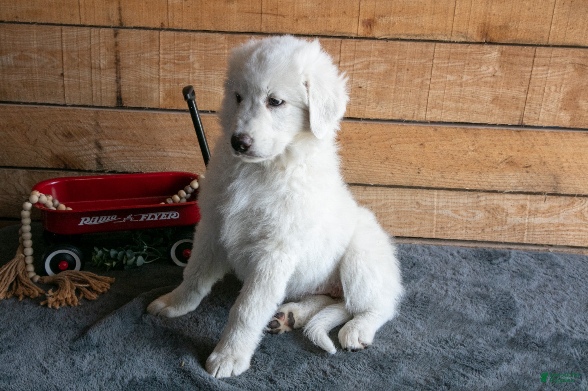 Maremma Sheepdog dogs Sunflower - Ad 2
