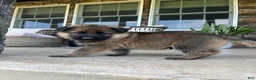 German Shepherd dogs for sale: Simba - Ad 5