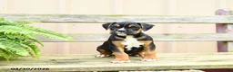 Boxer dogs for sale: Rolo - Ad 3