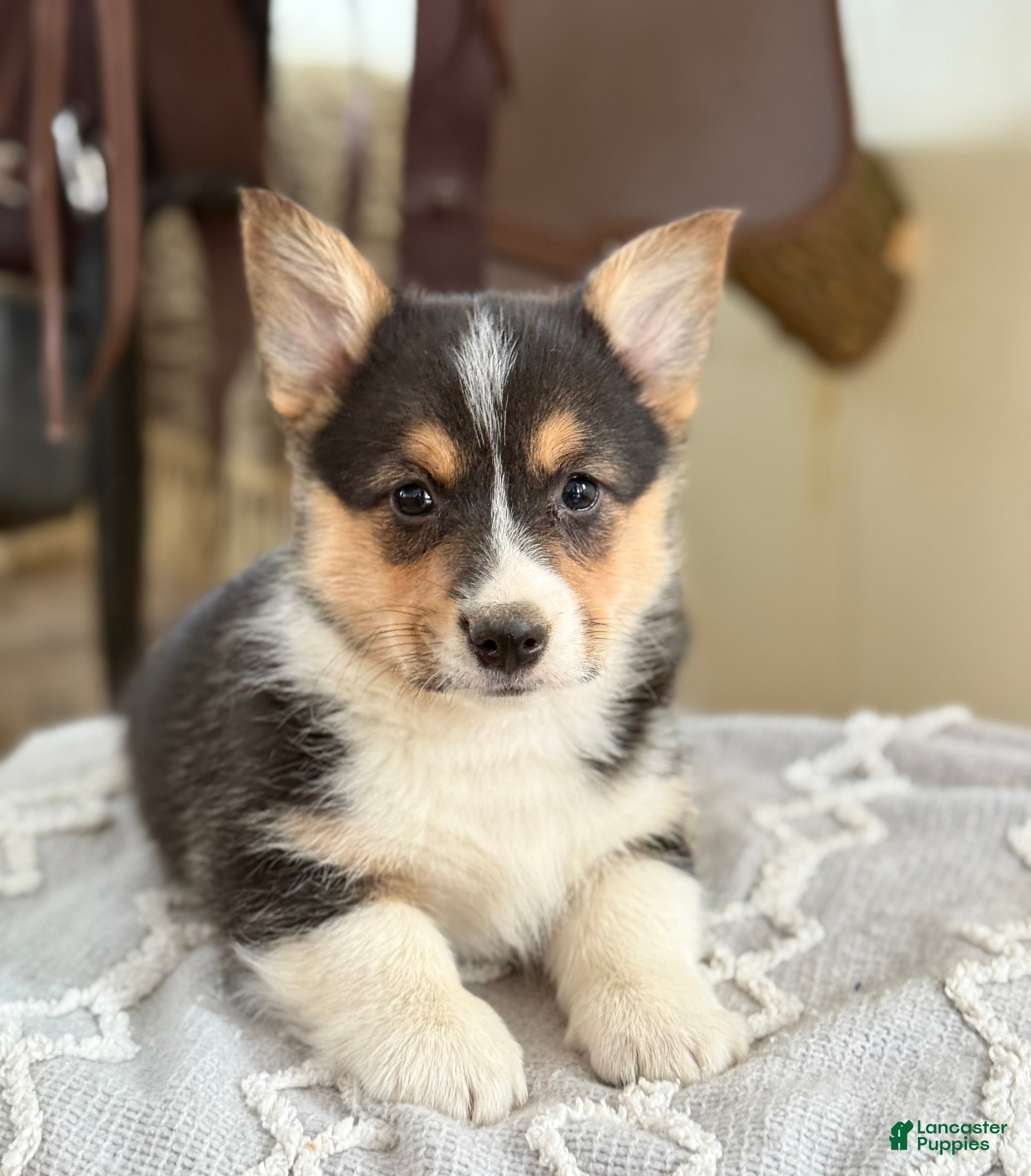 Welsh Corgi Pembroke dogs for sale: Finley - Ad 3