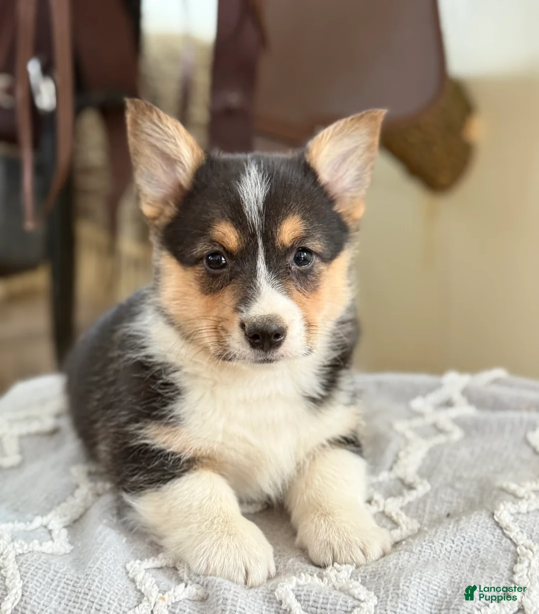 Welsh Corgi Pembroke dogs for sale: Finley - Ad 1