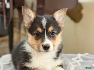 Welsh Corgi Pembroke dogs for sale: Finley - Ad 3