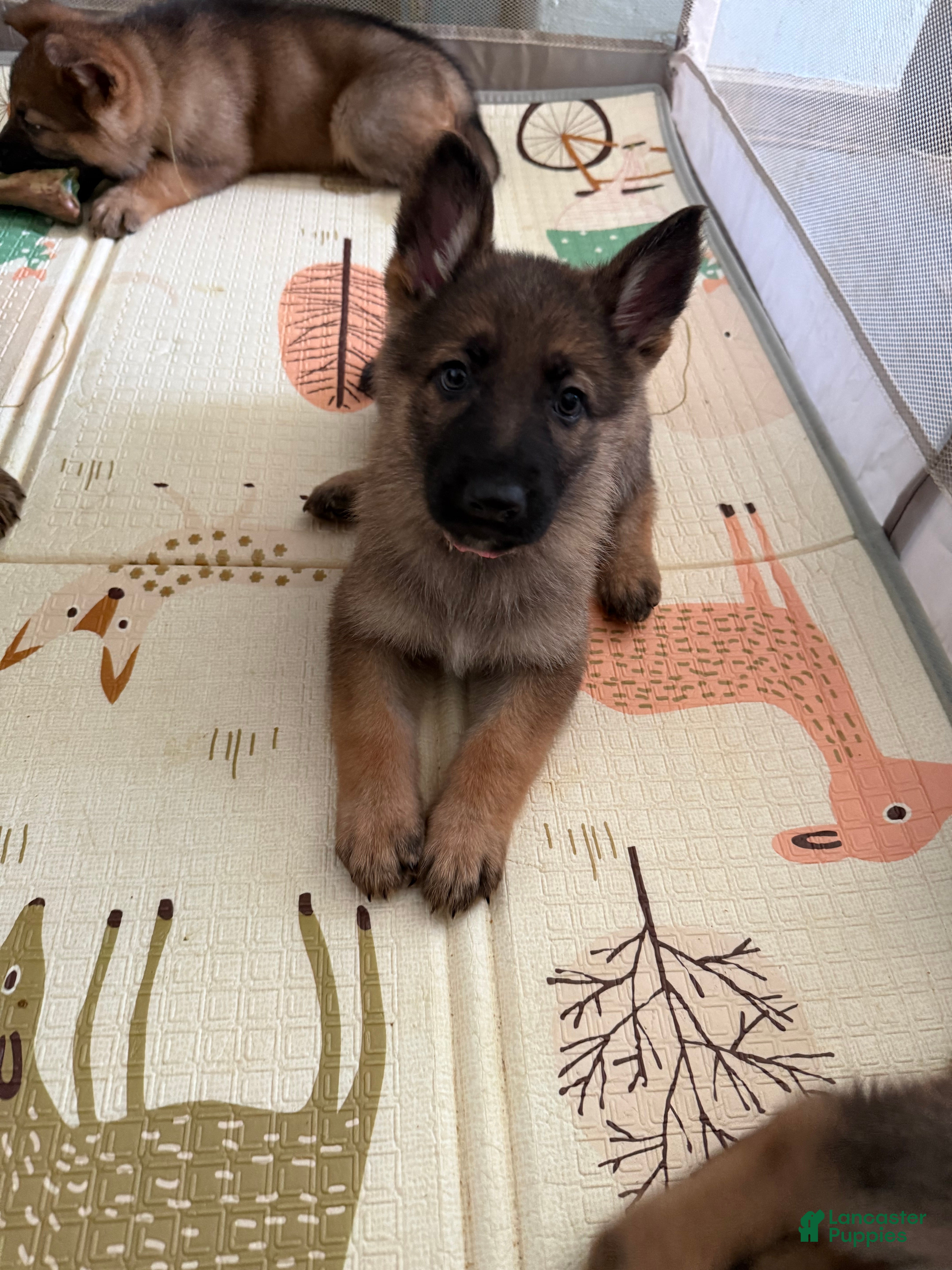 German Shepherd dogs Bella  - Ad 32