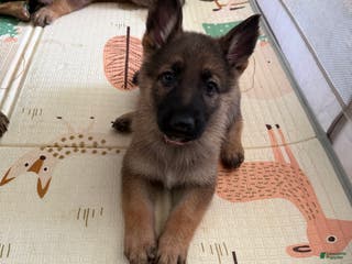 German Shepherd dogs Bella - Ad 12