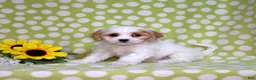 Cavachon dogs for sale: Elsa - Ad 3