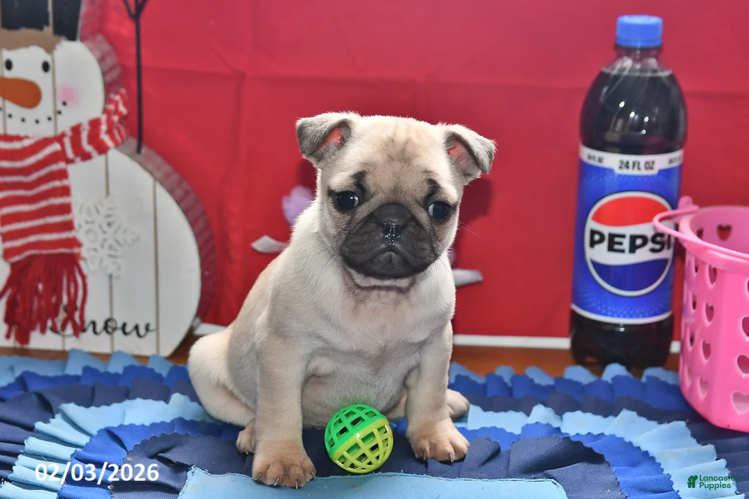Pug dogs for sale: Valentina - Ad 1