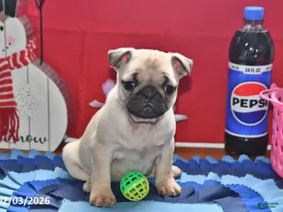 Pug dogs Valentina - Ad 19