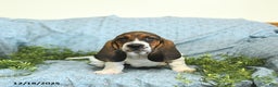 Basset Hound dogs for sale: Hazel - Ad 3