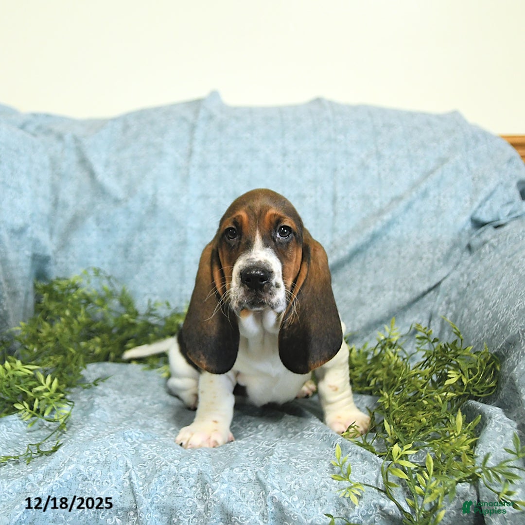 Basset Hound dogs for sale: Hazel - Ad 3