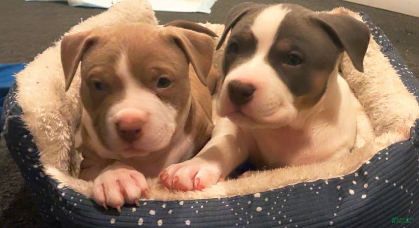 American Bully dogs Effie - Ad 2