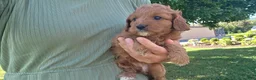 Cavapoo dogs for sale: Hailey - Ad 10