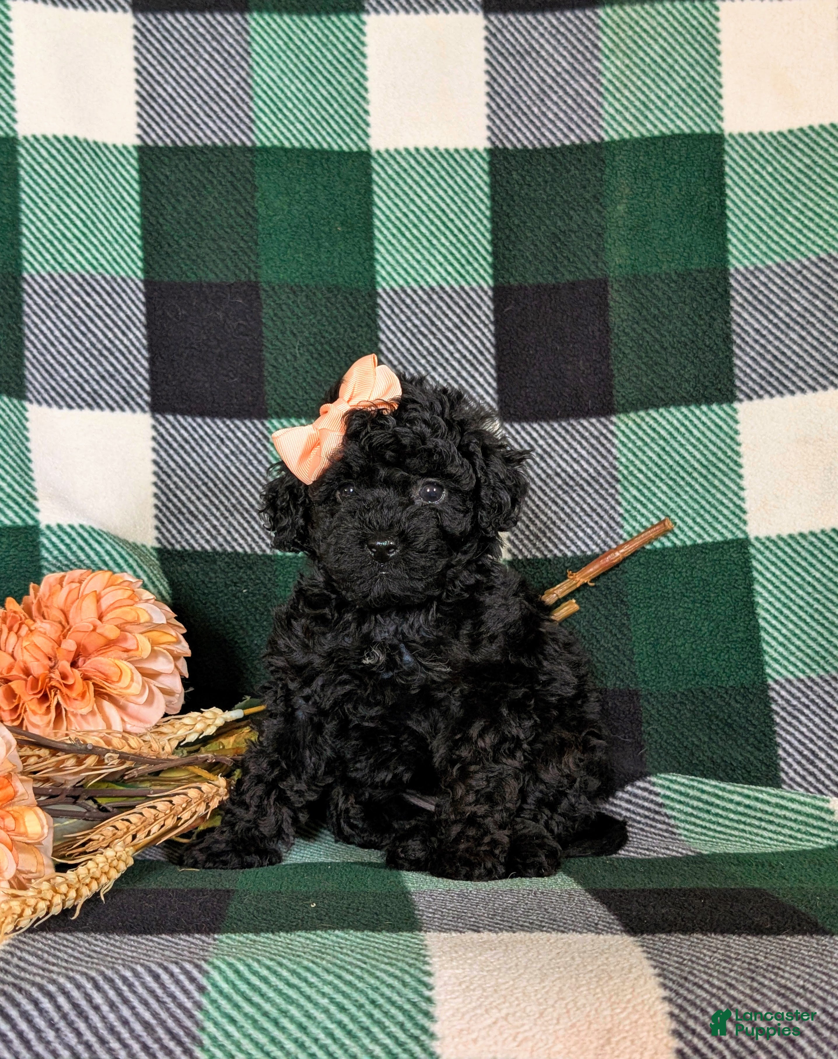Cavapoo dogs Paris Hypoallergenic - Ad 2