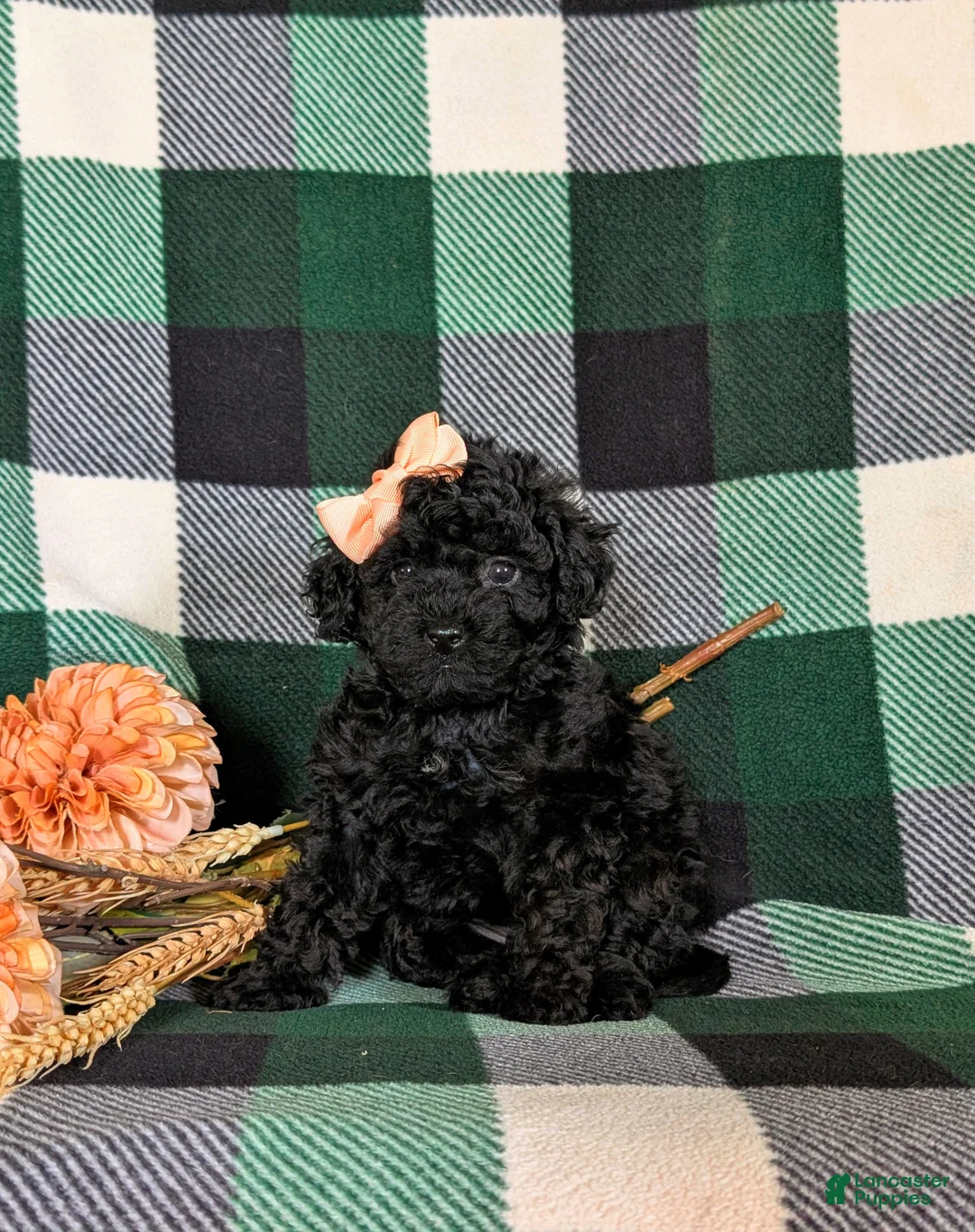 Cavapoo dogs for sale: Paris Hypoallergenic - Ad 2