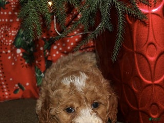 Mini Goldendoodle dogs Donner - Ad 28