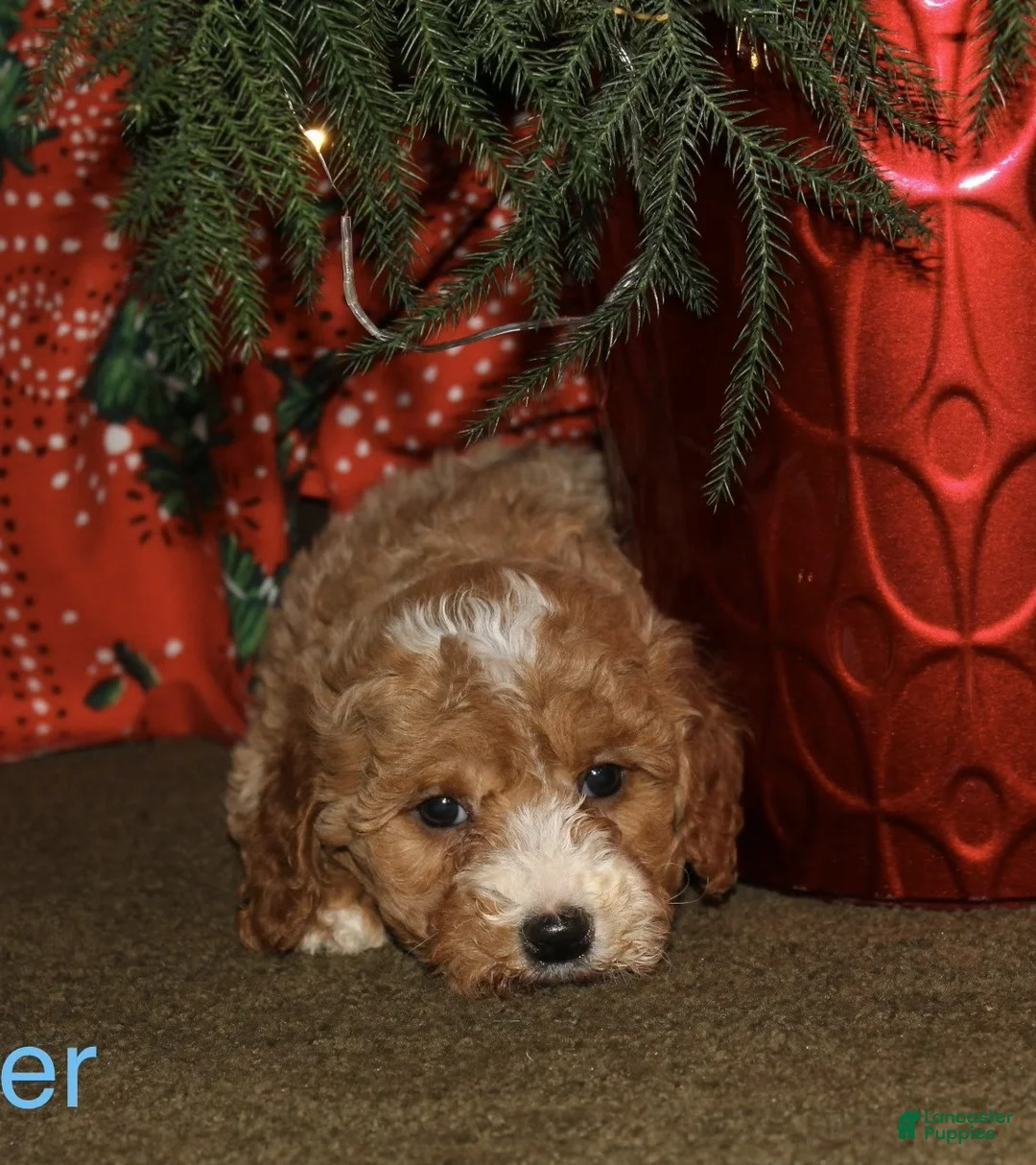 Mini Goldendoodle dogs for sale: Donner - Ad 1
