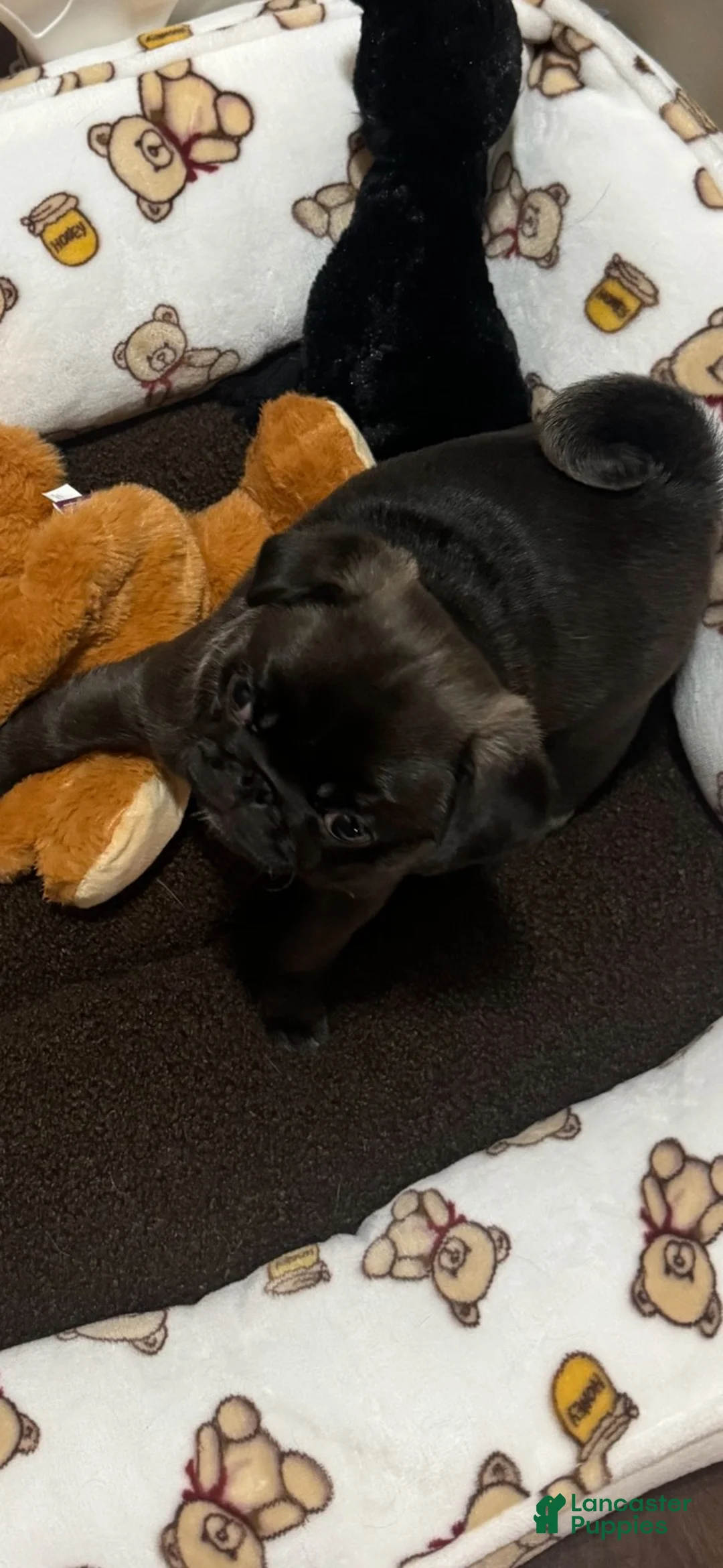 Pug dogs for sale: Dior - Ad 3