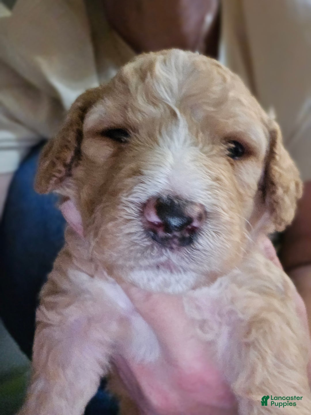 Mixed Breed dogs for sale: Aj - Ad 8