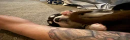Pitsky dogs for sale: Pitsky 7 - Ad 11