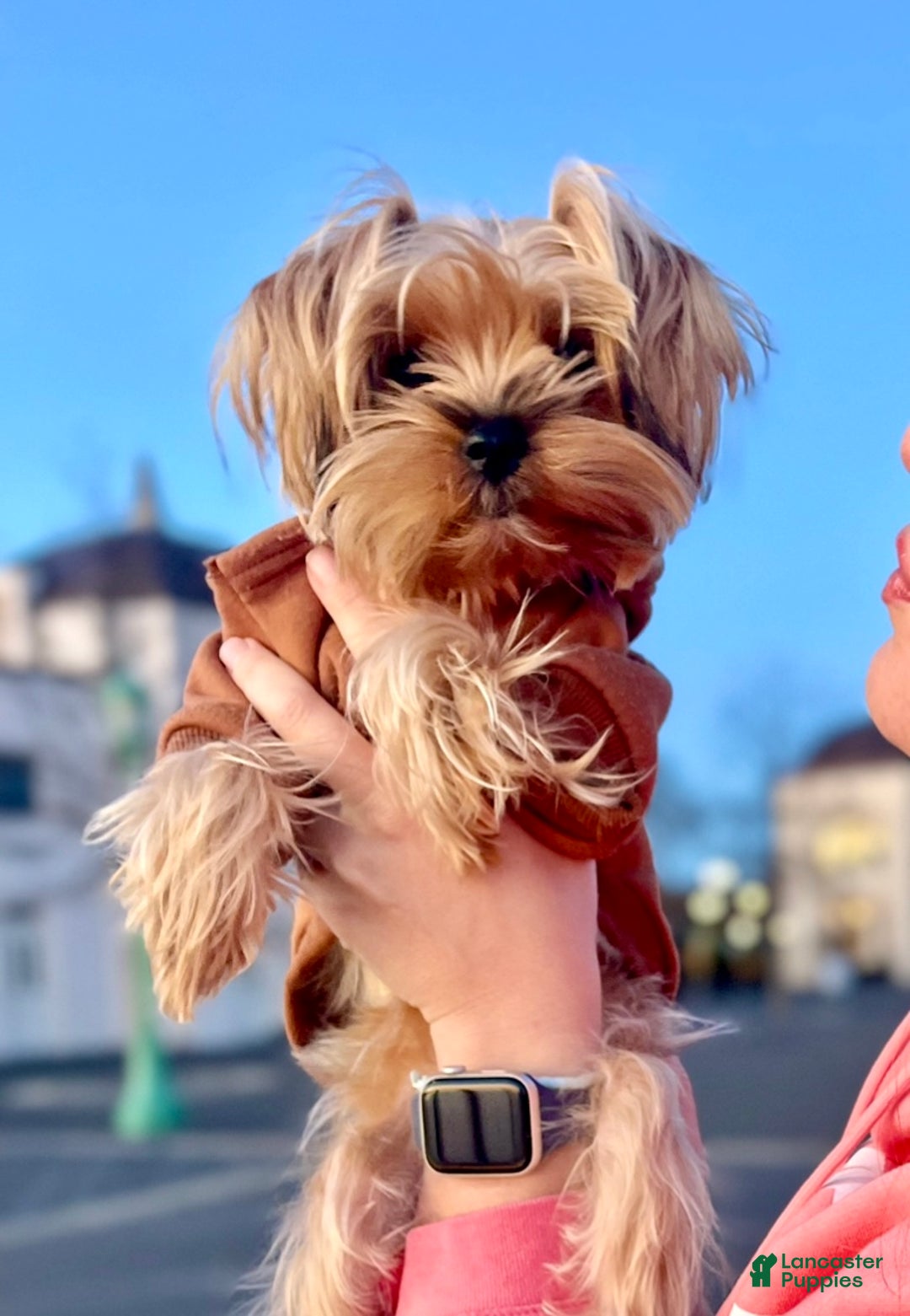 Yorkshire Terrier dogs for sale: Lucy - Ad 3