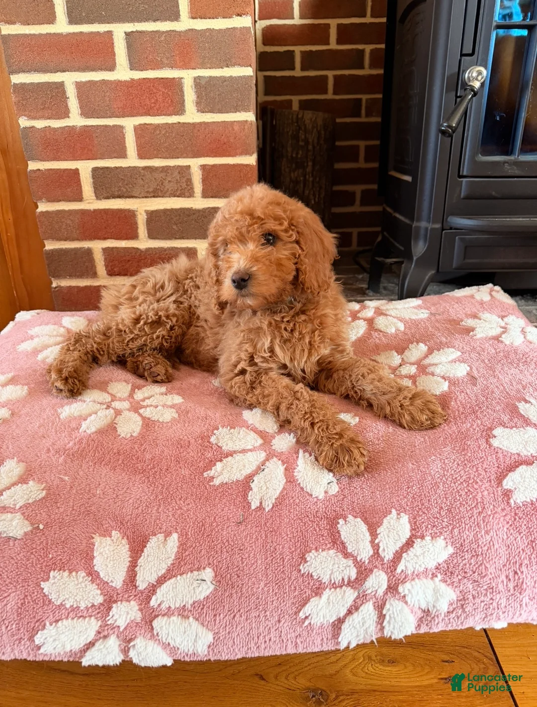 Irish Doodle dogs for sale: Irish Doodle Puppy 1 - Ad 1