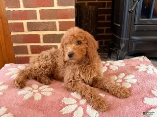 Irish Doodle dogs Irish Doodle Puppy 1 - Ad 18