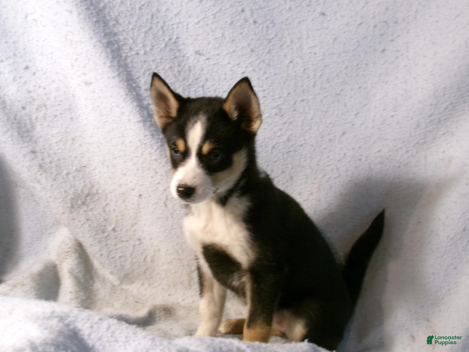 Pomsky dogs for sale: Pansy - Ad 2