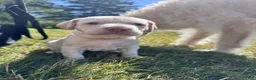 Labradoodle dogs for sale: Labradoodle 1 - Ad 5