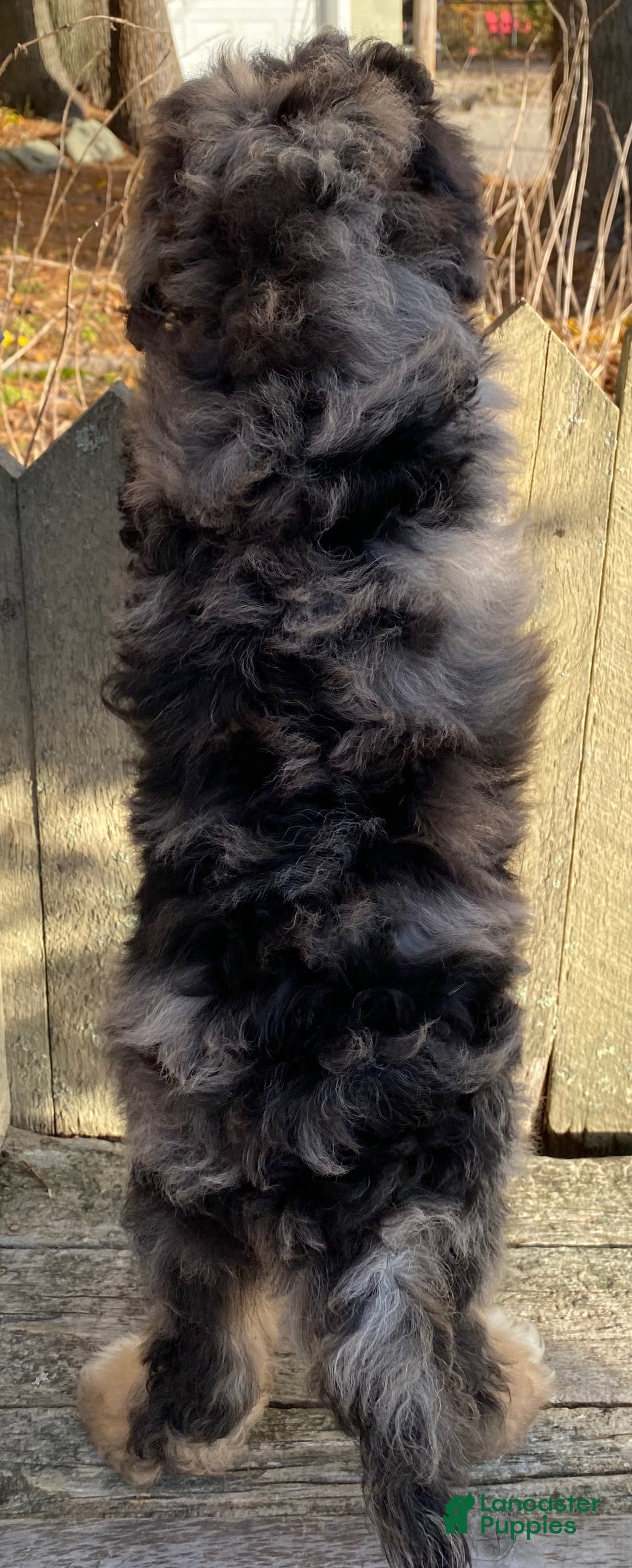 Mini Bernedoodle dogs for sale: 💚 IN BOSTON MASSACHUSETTS AREA 💚 3/4 BRIGHT BLUE 1/4 DARK BROWN RIGHT EYE 💚 MINI BERNEDOODLE 💚 - Ad 8