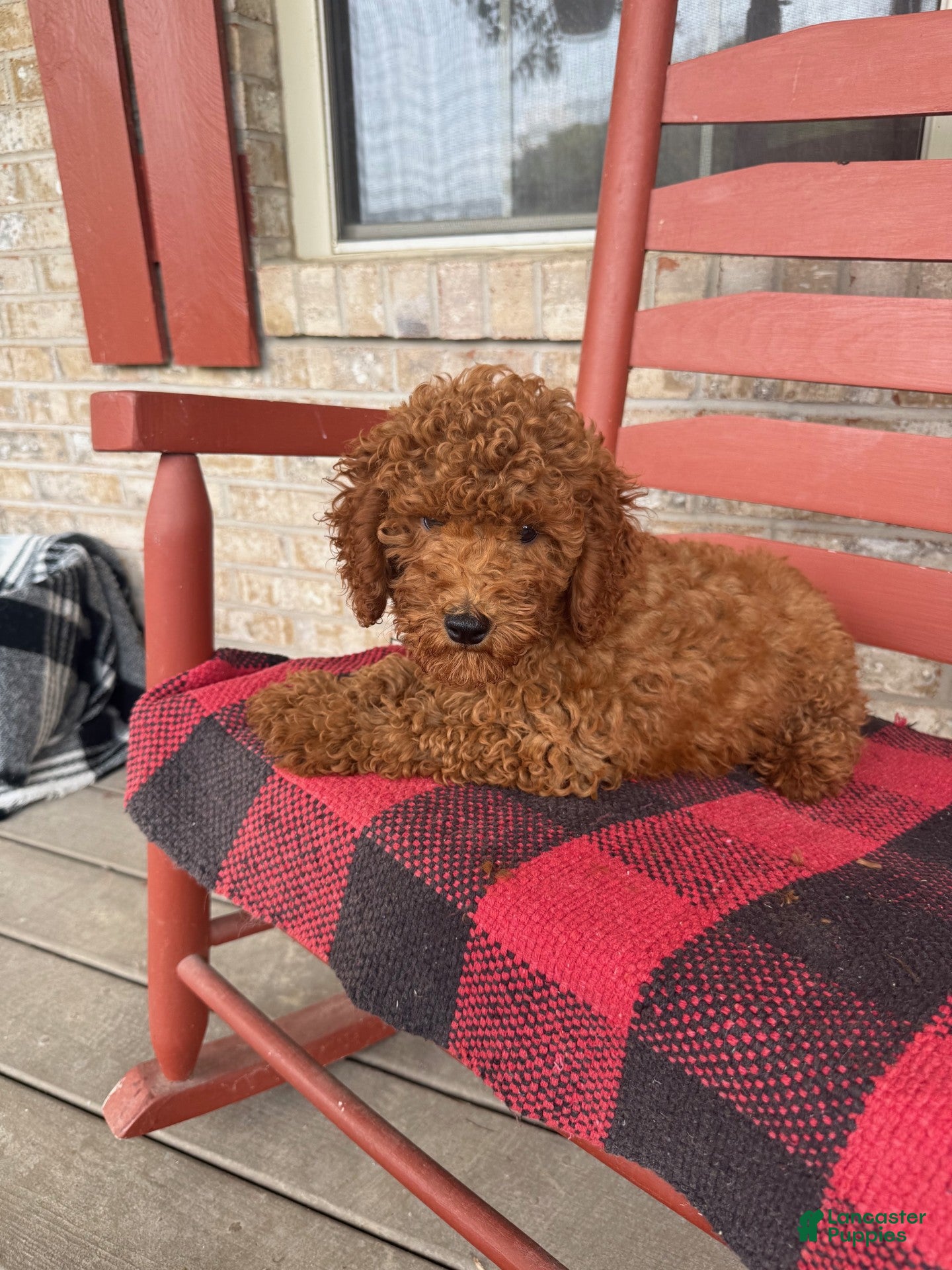 Miniature Labradoodle dogs gus - Ad 36