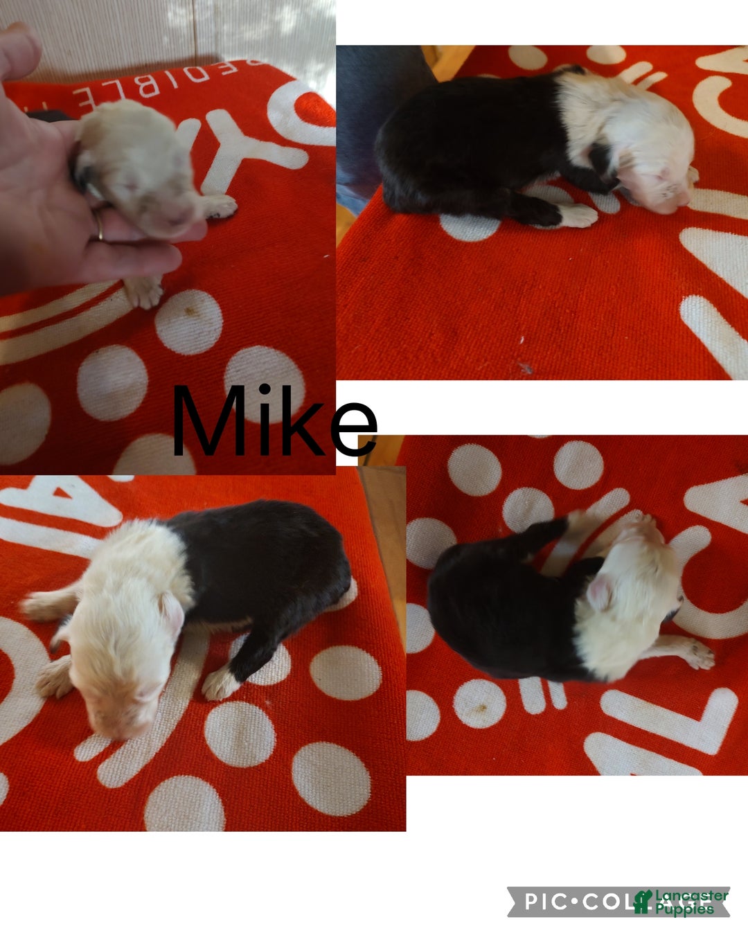 Old English Sheepdog dogs for sale: Old English Sheepdog Puppy 3 - Ad 1