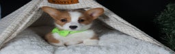 Welsh Corgi Pembroke dogs for sale: Hudson - Ad 20