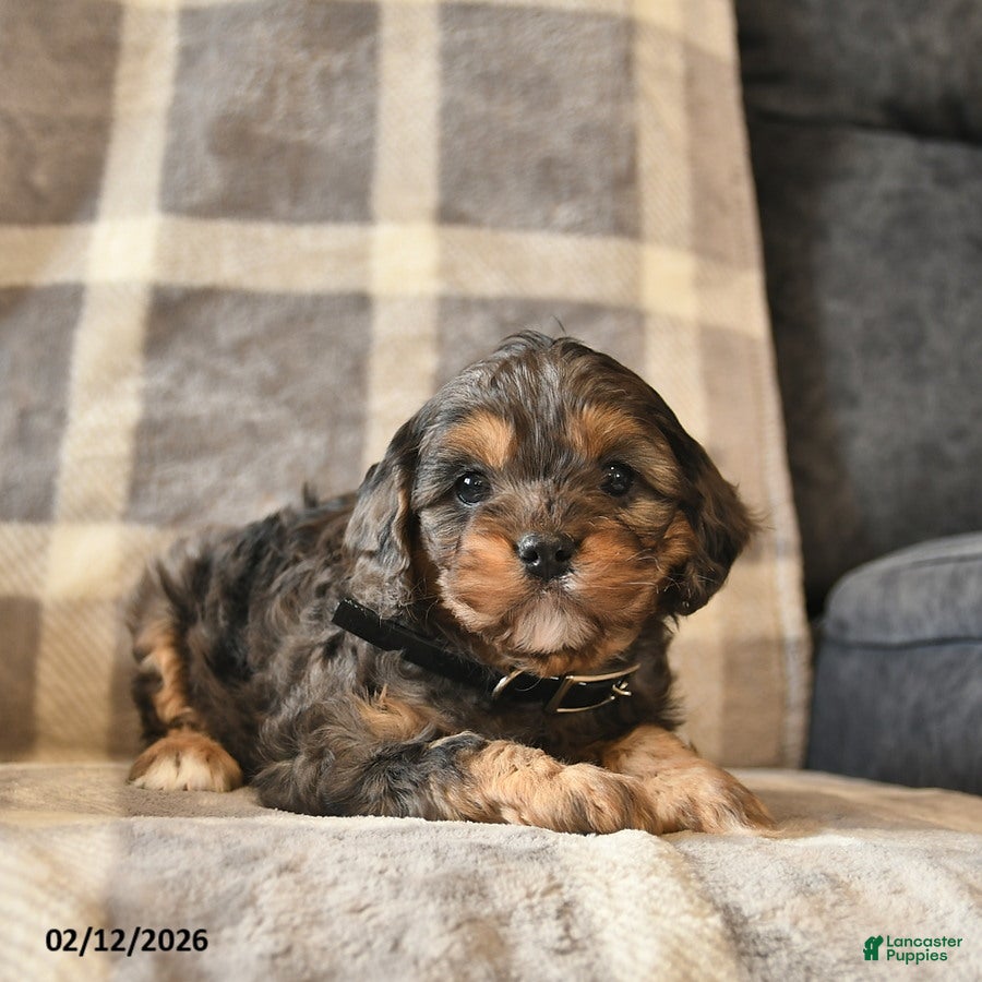 Cavapoo dogs Cocoa  - Ad 6