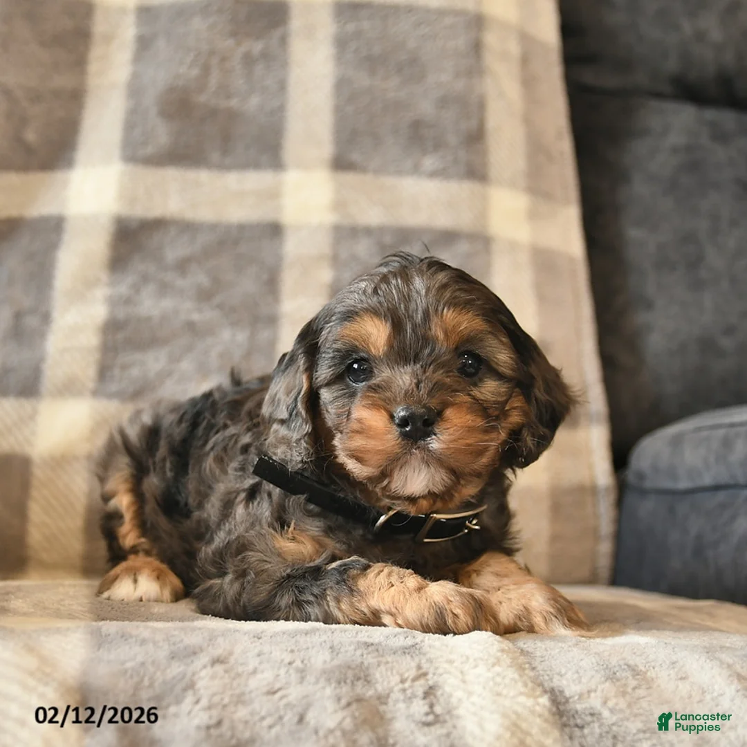 Cavapoo dogs for sale: Cocoa  - Ad 1