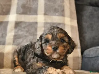 Cavapoo dogs Cocoa - Ad 6