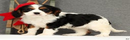 Cavalier King Charles Spaniel dogs for sale: Lady - Ad 4