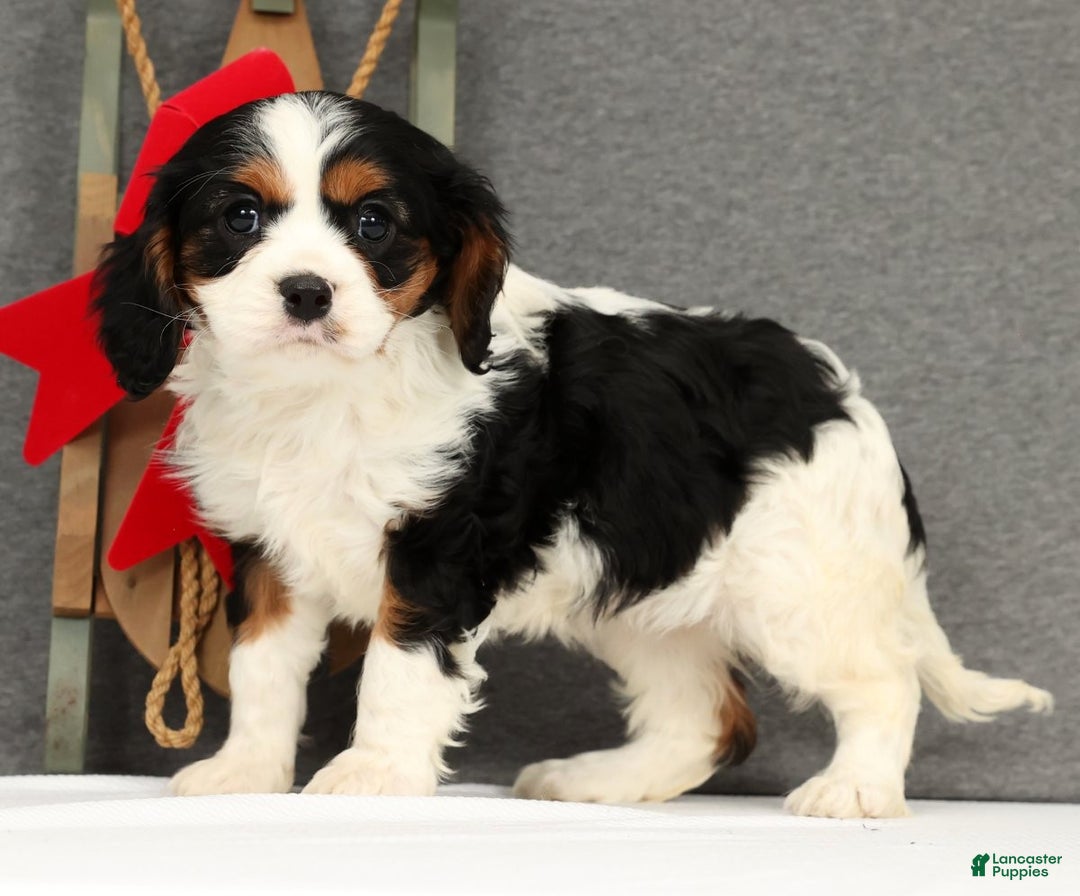 Cavalier King Charles Spaniel dogs for sale: Lady - Ad 4